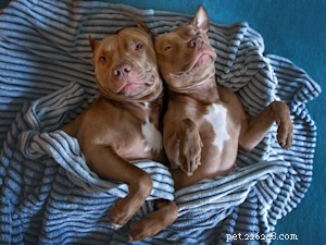 Richard Rosenthal:Psí právník prosazující práva zvířat 