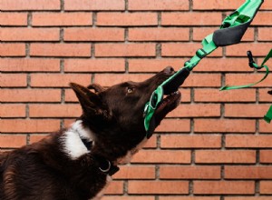 Avoid Mislabeling Your Dog: Why Labels Hurt More Than Help