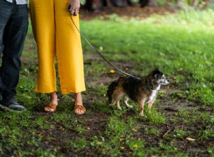 Fixing the Issue: Training Your Adult Dog to Pee Outside