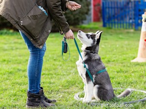 Repérer les déclencheurs de traumatismes de votre chien et utiliser un dressage sans peur pour rétablir le calme 