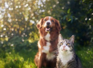 Peptacetobacter hiranonis: The Cutting-Edge Probiotic Revolutionizing Pet Gut Health