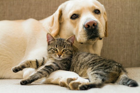 ペプタセトバクター・ヒラノニス：ペットの腸の健康に革命をもたらす最先端のプロバイオティクス 