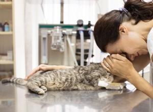 Feline Halitosis Explained: Causes, Diagnosis, and Effective Treatments for Your Cat
