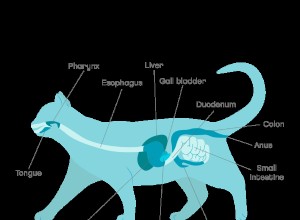 Cat Pancreatitis: The Hidden Threat – Symptoms, Diagnosis & Prevention