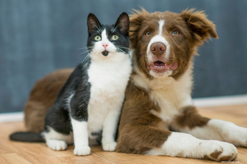 Support Your Pet’s Gut Health During and After Antibiotics: Expert Tips