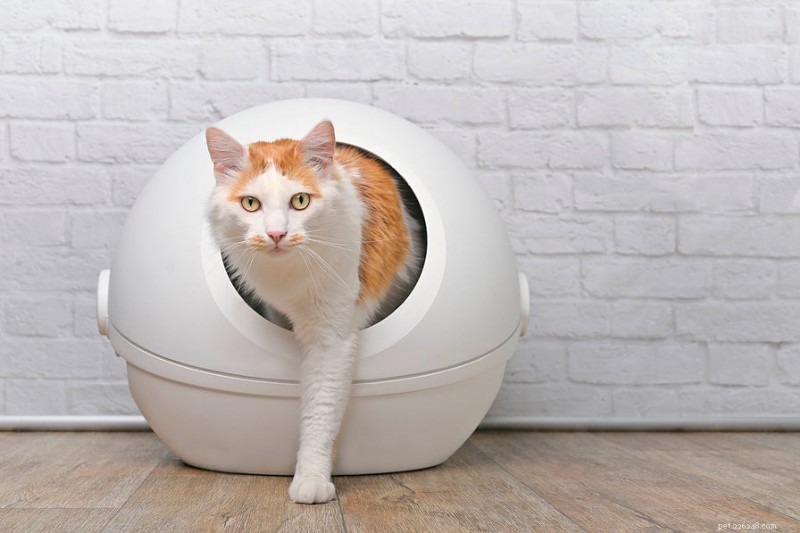 Cat Diarrhea: Owner Guidance & When to Seek Veterinary Care