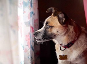 Are Dog Digestive Enzyme Supplements Worth It? Expert Review & Facts