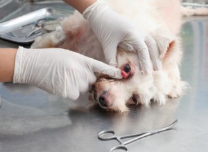 Pet Safety 101: Preventing Accidents & Responding Quickly to Emergencies
