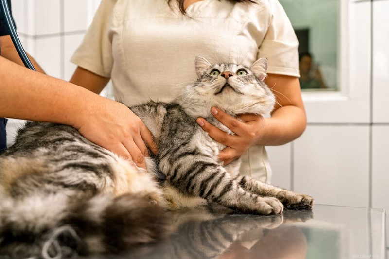 Veterinärmedicinska specialiteter och akutcenter i södra Arizona:Pålitlig expertis för djurhälsa 