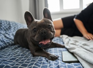 Caring for Your French Bulldog: Expert Tips for a Healthy, Happy Companion
