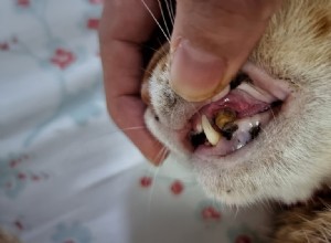 How to Handle Pet Dental Emergencies: Quick Actions & Vet Tips