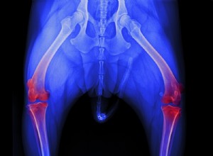 Cranial Cruciate Ligament Disease in Dogs: Causes, Symptoms, and Treatment Options
