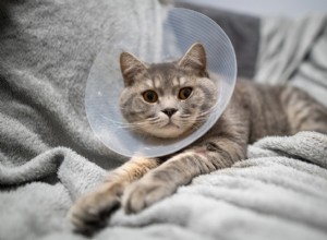 Understanding Pyometra: Expert Answers to Common Uterine Infection Questions in Pets