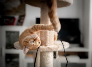 Recognizing Cat Stress: 7 Key Signs to Watch For