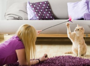 Safe Play: 5 Proven Tips to Prevent Pet Bites Around Kids