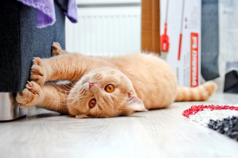 A lixa de unha:melhore o bem-estar do seu gato com hábitos saudáveis de coçar 