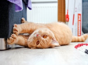 The Nail File: Boost Your Cat’s Well‑Being with Healthy Scratching Habits
