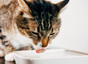 8 Critical Red Flags: When Your Pet Needs Immediate Vet Care