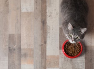 Understanding Your Pet s Sudden Changes in Appetite and Hydration