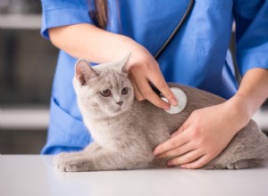 Essential Guide for Cat Owners: Preventing and Managing Respiratory Infections