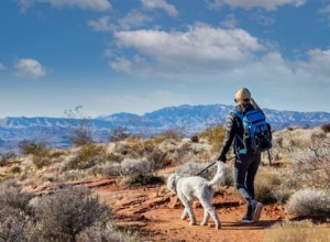 Valley Fever in Pets: A Comprehensive Guide for Owners
