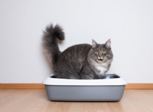 Understanding Feline Urinary Tract Disease & Emergencies: Symptoms, Causes, and Care