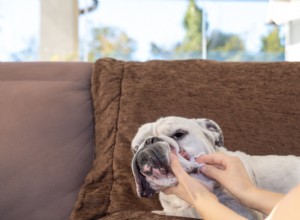 6 Essential Health Tips for Brachycephalic Pets