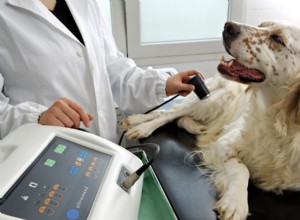 Veterinary Ultrasound: Enhancing Diagnosis and Care for Pets and Vets