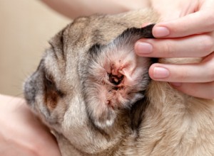 Urgent Care for Pets with Chronic Ear Infections: What You Need to Know