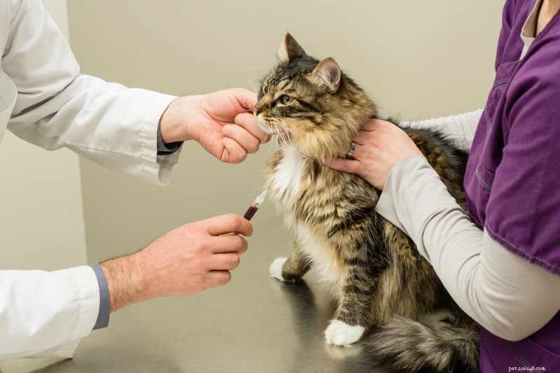 Avkoda ditt husdjurs blodprovsresultat:Vad veterinärer letar efter 