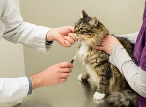 Decoding Your Pet s Blood Test Results: What Vets Look For