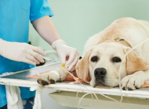 Understanding Xylitol Toxicity in Pets: Signs, Risks, and Prevention