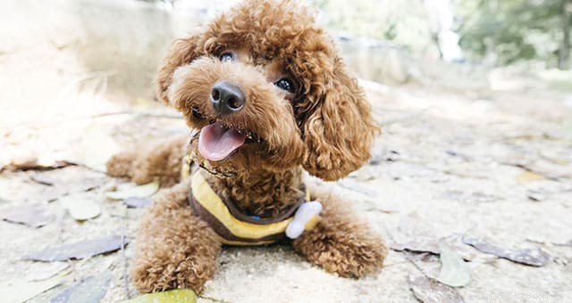 Druiven, rozijnen en krenten:een gevaarlijke bedreiging voor honden – Essentiële veiligheidsgids 