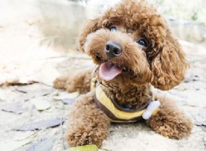 Grapes, Raisins & Currants: A Dangerous Threat to Dogs – Essential Safety Guide