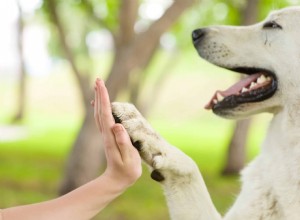 Why Training Your Dog Is Essential: Boost Confidence, Bond, and Well-Being