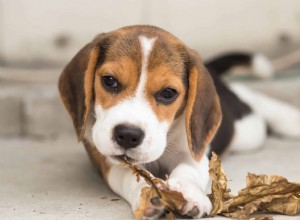 Welcoming Your New Puppy: A Smooth Home Transition Guide