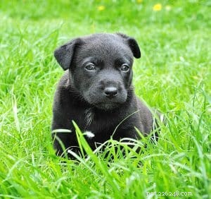 Uw nieuwe puppy verwelkomen:een gids voor een soepele thuisovergang 