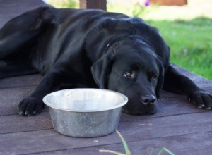 Why Your Dog’s Food Matters for Heart Health