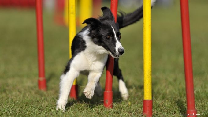 Nejlepší psí plemena pro excelentní výcvik agility 