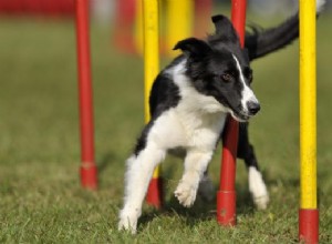 Best Dog Breeds for Excelling in Agility Training
