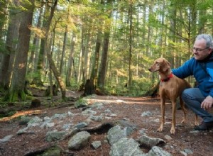 How Nature Walks Boost Your Dog’s Health & Happiness