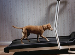 Effective Indoor Workouts for Your Dog This Winter
