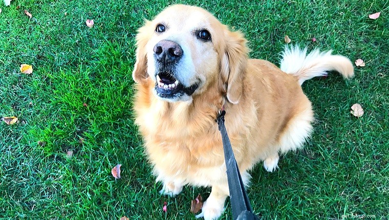 高齢犬の世話:高齢のペットのための 8 つの重要な散歩のヒント 