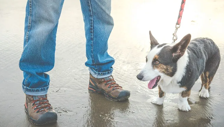 高齢犬の世話:高齢のペットのための 8 つの重要な散歩のヒント 