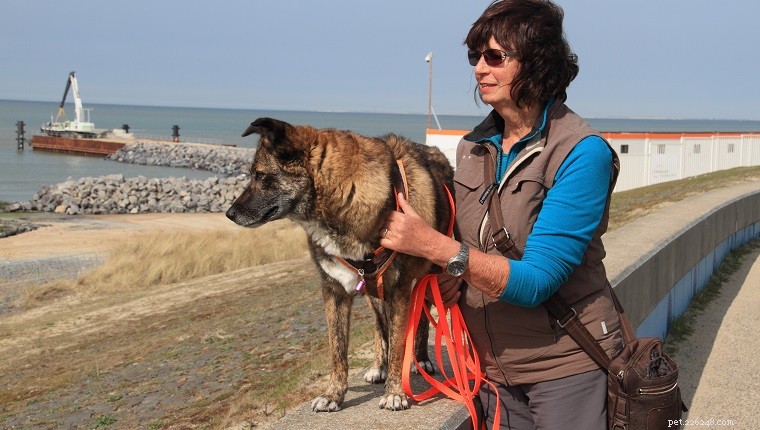 高齢犬の世話:高齢のペットのための 8 つの重要な散歩のヒント 