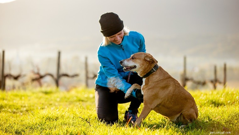 高齢犬の世話:高齢のペットのための 8 つの重要な散歩のヒント 