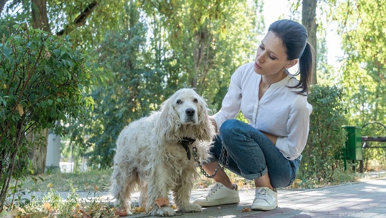ゴールドの魂と灰色の顔:シニア犬の健康と活動性を保つための 6 つの屋外エクササイズ 