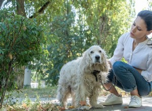 Gold Souls, Gray Faces: 6 Outdoor Exercises to Keep Senior Dogs Healthy and Active