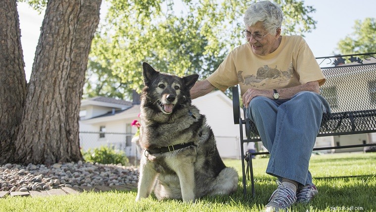 ゴールドの魂と灰色の顔:シニア犬の健康と活動性を保つための 6 つの屋外エクササイズ 