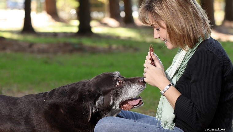 ゴールドの魂と灰色の顔:シニア犬の健康と活動性を保つための 6 つの屋外エクササイズ 